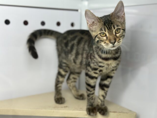 9/7最新📷綺麗な模様のベンガルちゃん🤎2025年5月3日生まれ　女の子