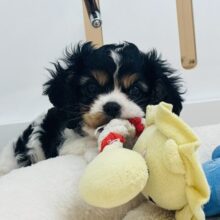 ドタバタ愛を伝えたいっ♡キャバリアくん！