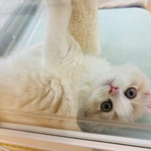 僕の可愛さはヤバいよ？？スコティッシュフォールドくん！