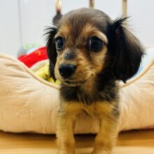 甘える準備はいつでも整ってるもん♥カニンヘンダックスちゃん！