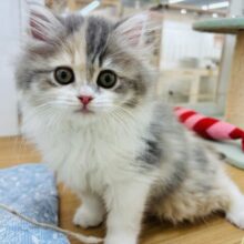 可愛すぎてごめんにゃさい♡ミヌエットちゃん！