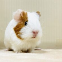 どこから見ても可愛すぎる💕イングリッシュモルモット（女の子）