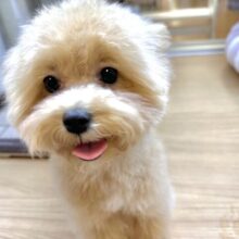 大人気のミックス犬！おっとりマルプーちゃん𐔌ᵔ ܸ>⩊<︎︎ ܸᵔ 𐦯