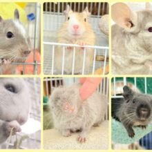 ホップステップジャンピンチュ〜🐭🌿フェア👍🏻⟡.·