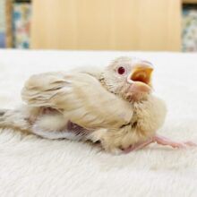 【最新画像】やさしいカラーにキラキラお目目🍒´-シナモン文鳥(ヒナ)