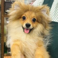 ハッピースマイル✨ライオンじゃないよ！？ポメラニアンくん！