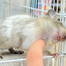 【最新画像更新🪄】超絶可愛いベビ顔ちゃん🐭💖デグー(パイド) 男の子