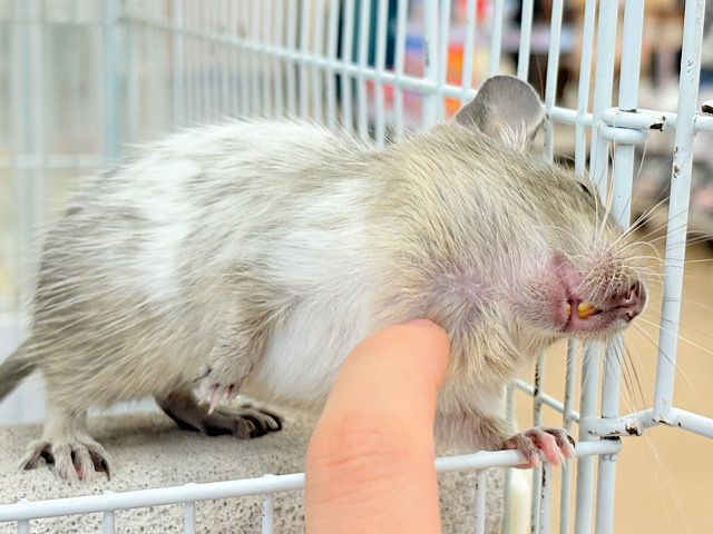 【最新画像更新🪄】超絶可愛いベビ顔ちゃん🐭💖デグー(パイド) 男の子