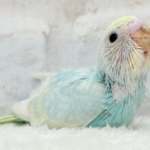 溢れ出る透明感🫧セキセイインコ(パステルレインボー) ヒナ