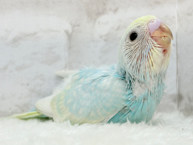溢れ出る透明感🫧セキセイインコ(パステルレインボー) ヒナ