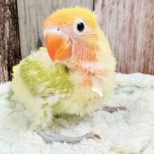 カラフルなわたわた妖精🧚‍♀️💫ボタンインコ(ヤマブキ)(ヒナ)