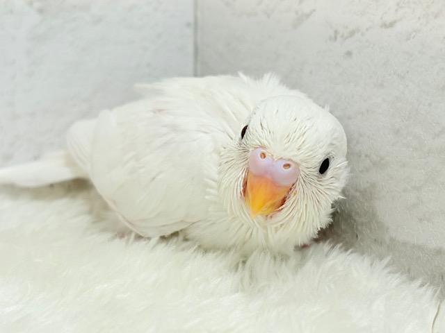 純白の天使ちゃん🐥🤍セキセイインコ(ダブルファクター) ヒナ