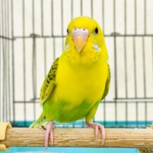 【最新画像】カゴデビューしたよ❣️😍セキセイインコちゃん❣️(ハルクイン)ヒナ