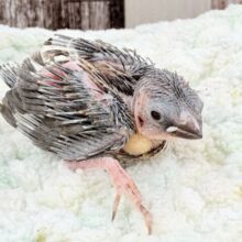 小さきいのち🫧🤍ジュウシマツちゃん❣️(十姉妹)(ヒナ)