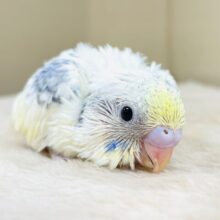 爽やかレモネードカラー🍋✨セキセイインコ（パステルレインボーパイド）ヒナ