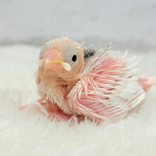 む無ムーーー。。。白文鳥 ヒナ