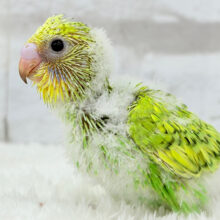 わくわくが止まらないっ💖セキセイインコ(スパングル) ヒナ