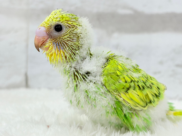 わくわくが止まらないっ💖セキセイインコ(スパングル) ヒナ