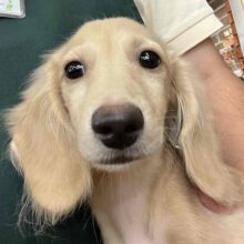 見た目通り⁉おっとりマイペースなダックスくん入舎！