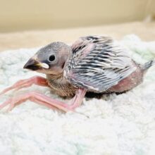 好奇心旺盛🤍シルバー文鳥ちゃん（ヒナ）