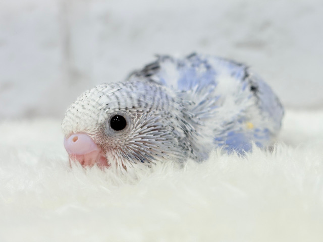 うるうるおめめに一目惚れ🥺🫧セキセイインコ(オパーリン) ヒナ