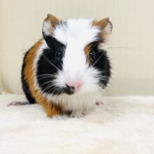 プイプイっと登場✨クレステッドモルモットちゃん（女の子）