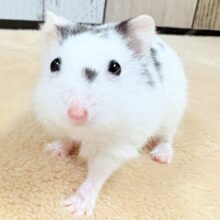 まるで豆大福🫘⚪️ジャンガリアンハムスター❣️(パイド)(男の子)