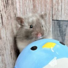 レアなハムちゃんやって来ました❣️トリコロールハムスター(女の子)