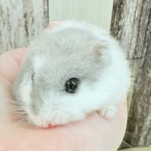 【最新画像更新🪄︎︎💫】まんまるふあふあぼでぃ✨マーブルハムスター‼️(男の子)