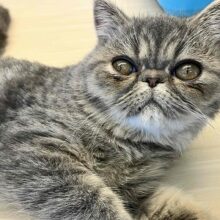 おっとりのっそり癒し系♥♥♥エキゾチック入舎！