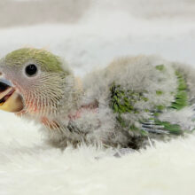 わた毛の奥に隠された秘密🐣🫧コザクラインコ(ノーマル) ヒナ