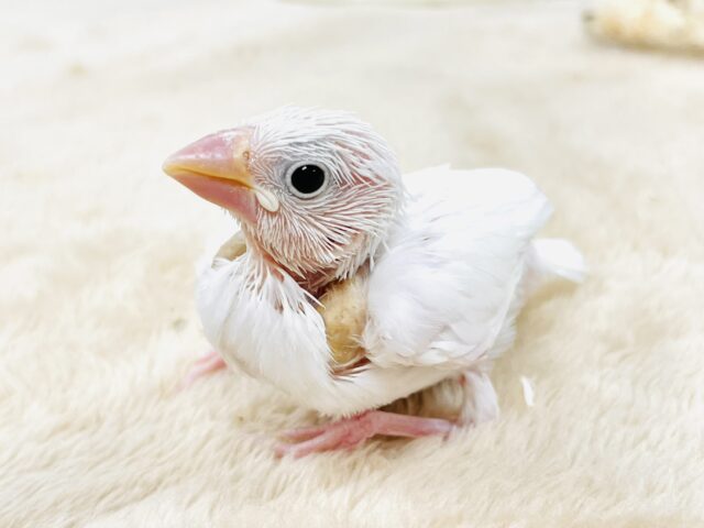 【最新画像】透明感あふれるピンクボディ💕白文鳥（ヒナ）