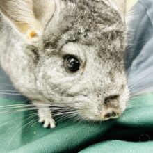 ひざにちょこっと甘えん坊♪♪　チンチラ