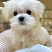 白い妖精さん🤍マルプー男の子