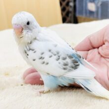 【最新画像】てちてち歩いて元気いっぱい🩵セキセイインコ（白ハルクイン）ヒナ