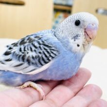 【最新画像】おおきなおめめで見つめちゃうよ💙セキセイインコ（パイド）ヒナ
