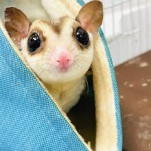 【最新画像更新🪄】べた慣れちゃん❤︎　フクロモモンガ（プラチナ）男の子