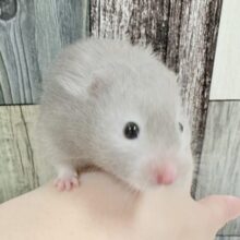 綺麗な全身グレー👟💭🩶セーブルハムスター‼️(女の子)