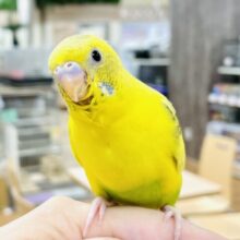 【最新画像】ぱやぱや元気‼️セキセイインコ(ハルクイン)ヒナ