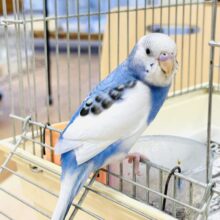 【最新画像】にこっとスマイル❣️セキセイインコ(パイド)ヒナ