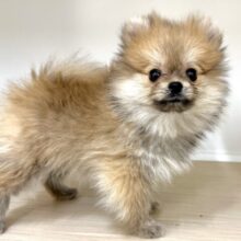 きゅるりん⭐️ふわふわポメちゃん