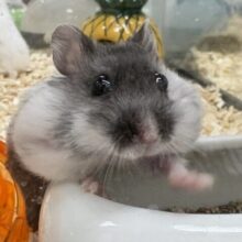 お口いっぱいの食いしん坊❣️マーブルハムスターちゃん‼️(男の子)