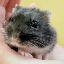 真っ黒な体にチャームポイントの白🖤🤍️ブラックジャンガリアンハムスター‼️(男の子)