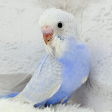 美カラー💖ヨチヨチ歩きのペンギンさん🐥🐾セキセイインコ(ライラック) ヒナ
