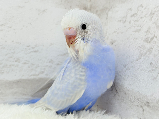 美カラー💖ヨチヨチ歩きのペンギンさん🐥🐾セキセイインコ(ライラック) ヒナ