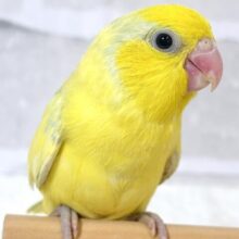 マメルリハ  ヘビーパイドイエローライラック  男の子  💛🌼️🩵