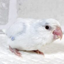 マメルリハ  ホワイトライラックファロー  男の子  🦢🤍𓂃𓈒𓏸︎︎︎︎