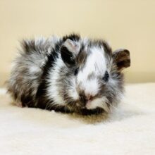 オシャレ番長💕白黒カラーのアビシニアンモルモットくん（男の子）