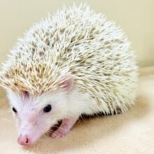 優しげ淡いカラーなハリネズミちゃん❣️(シナモン)(女の子)