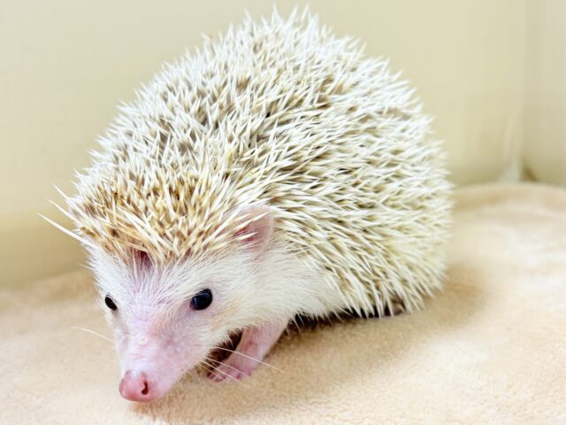 優しげ淡いカラーなハリネズミちゃん❣️(シナモン)(女の子)